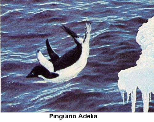 Pingüino Adelia.jpg